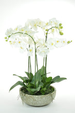 Exquisite Potted Orchids