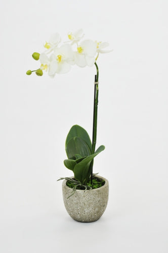 Exquisite Potted Orchids